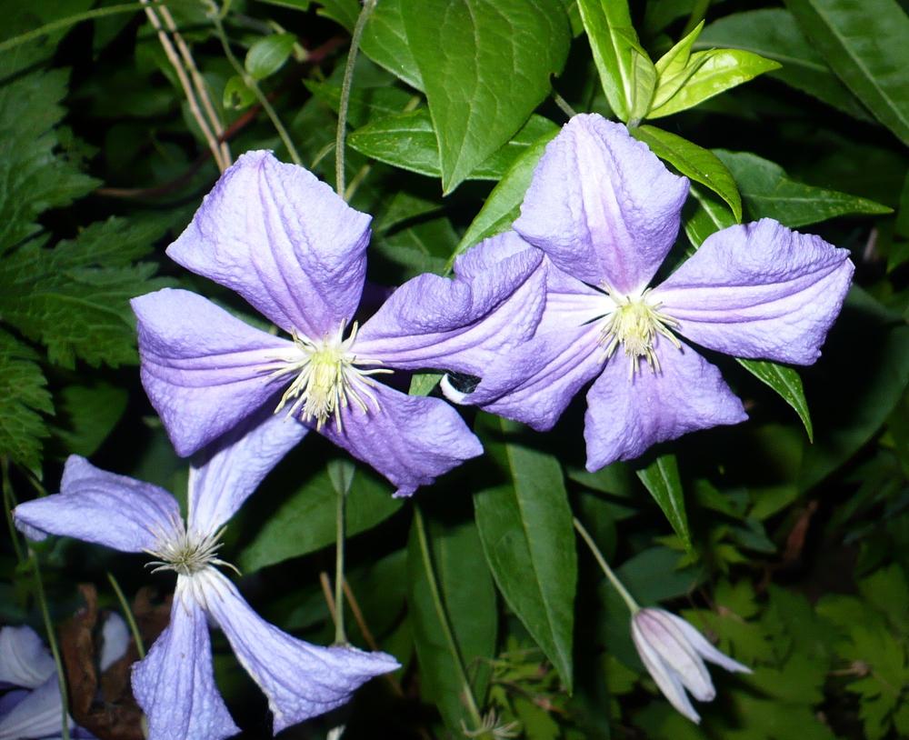 Photo of Clematis 'Perle d'Azur' uploaded by HemNorth