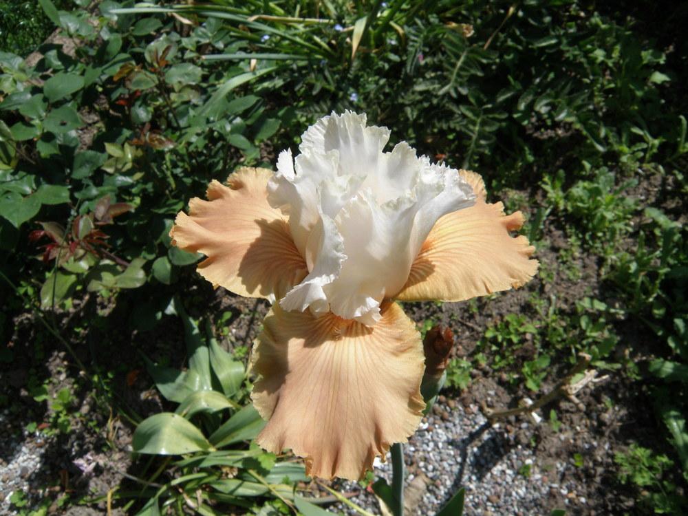 Photo of Tall Bearded Iris (Iris 'Château d'Auvers sur Oise') uploaded by IrisLilli