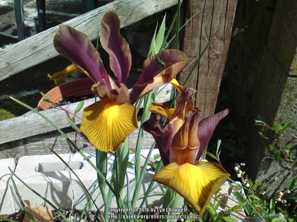 Photo of Dutch Iris (Iris x hollandica 'Lion King.') uploaded by LynDC