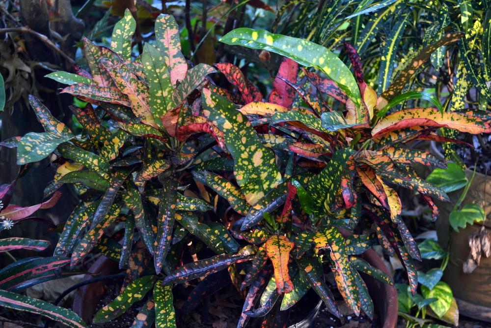 Photo of Croton (Codiaeum variegatum 'Franklin Roosevelt') uploaded by sunkissed