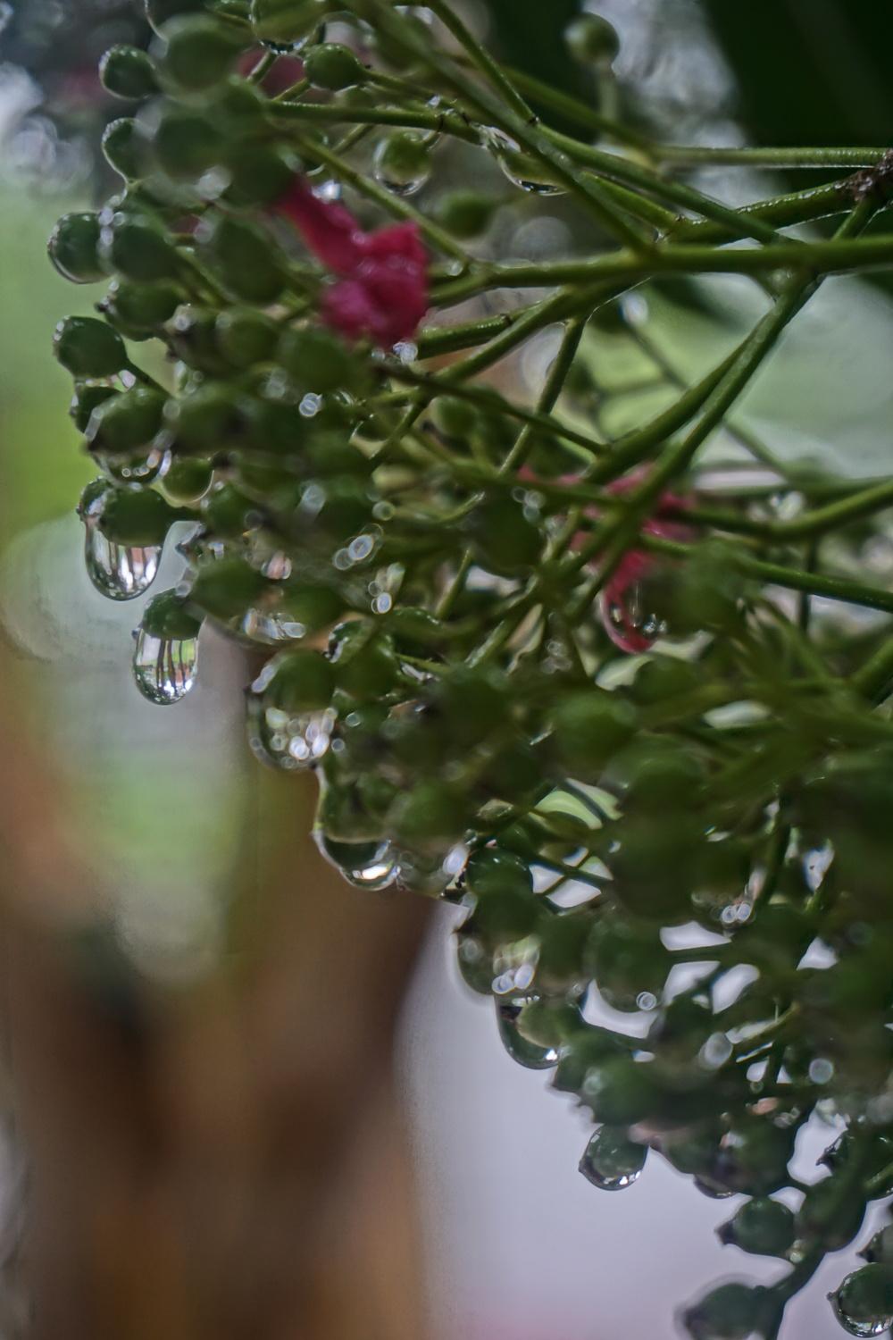 Photo of Chinese Photinia (Photinia serratifolia) uploaded by ArkieMalarkey