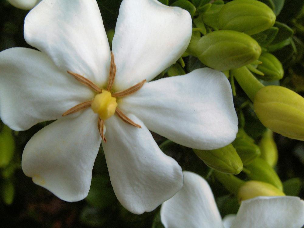 Photo of Gardenia (Gardenia jasminoides 'Kleim's Hardy') uploaded by ArkieMalarkey