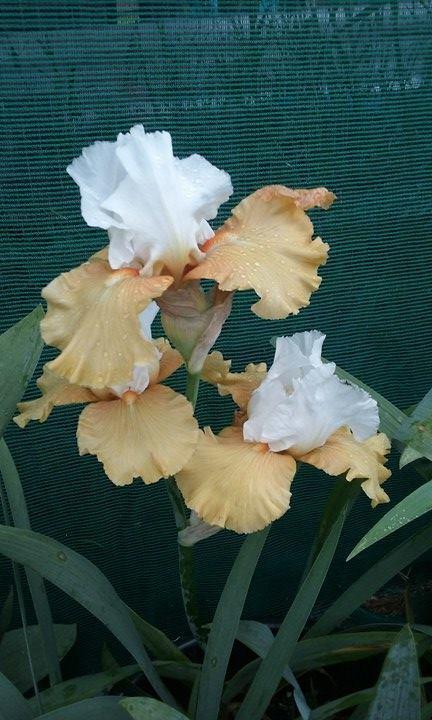 Photo of Tall Bearded Iris (Iris 'Yes') uploaded by Greeneyedmonster
