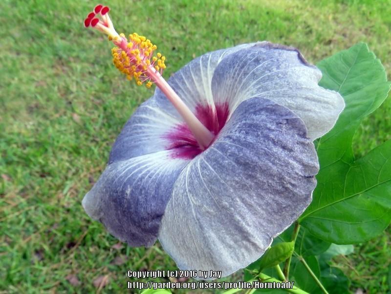 Photo of Tropical Hibiscus (Hibiscus rosa-sinensis 'Silver Moon') uploaded by Horntoad