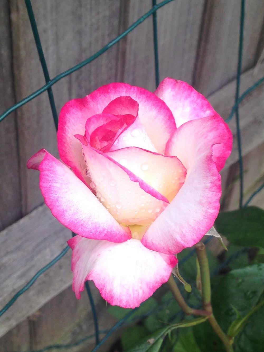 Photo of Rose (Rosa 'Cherry Parfait') uploaded by Rosemarie82