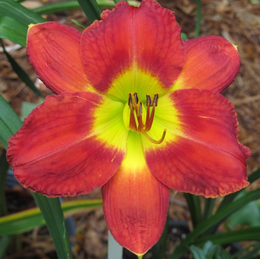 Photo of Daylily (Hemerocallis 'Passion for Red') uploaded by Sscape