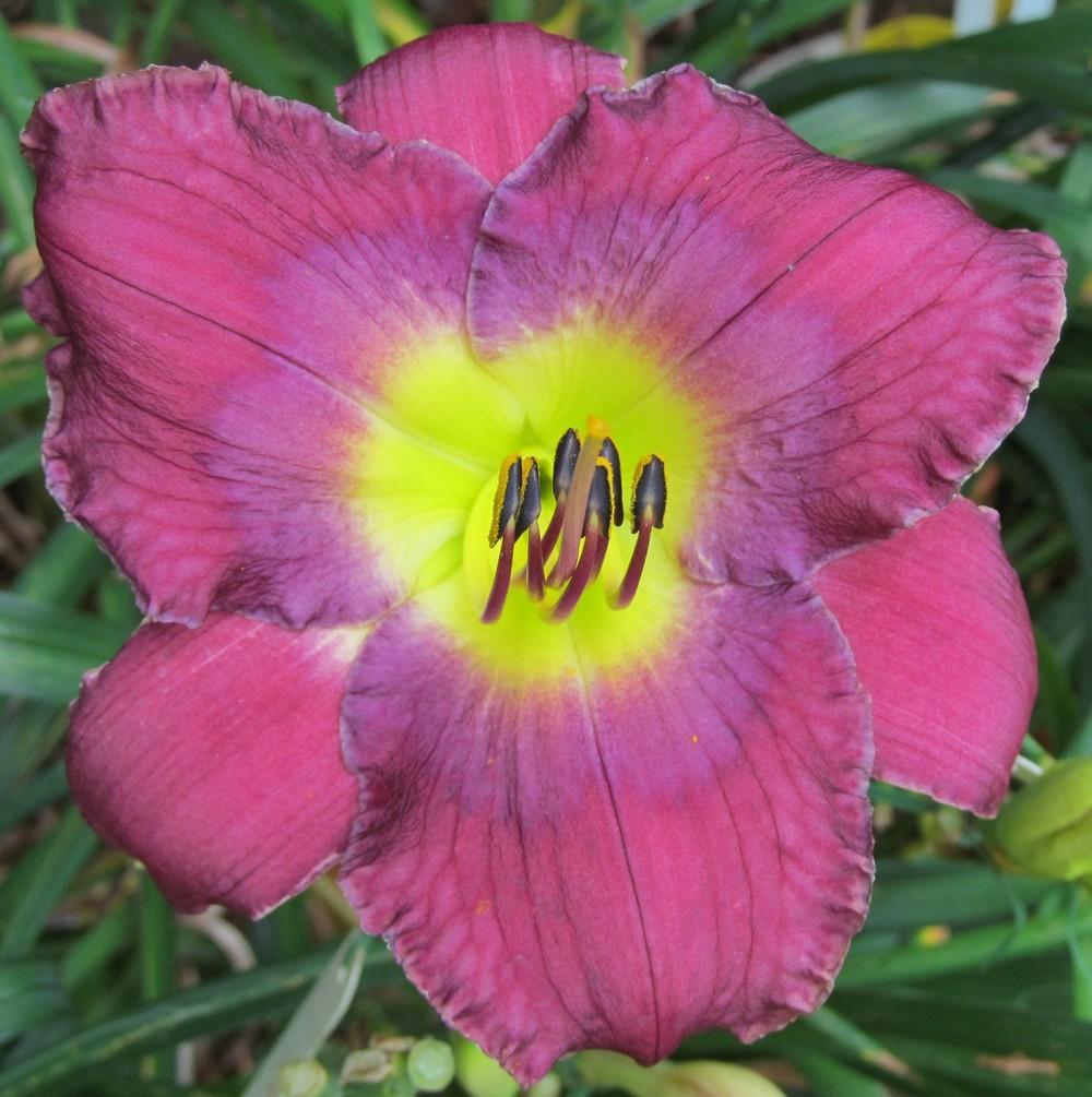 Photo of Daylily (Hemerocallis 'One for the Road') uploaded by Sscape