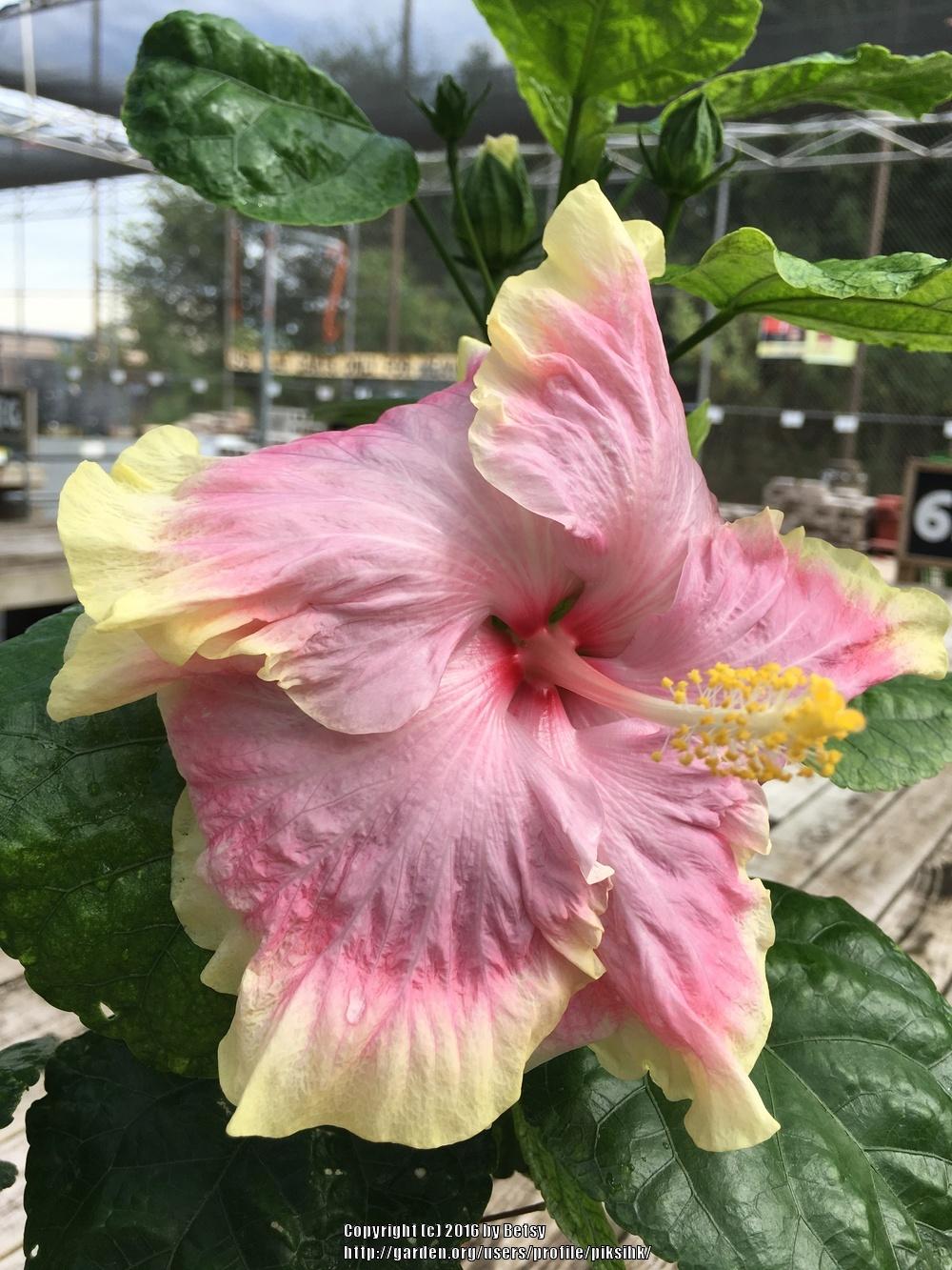 Photo of Tropical Hibiscus (Hibiscus rosa-sinensis 'Cajun Princess') uploaded by piksihk