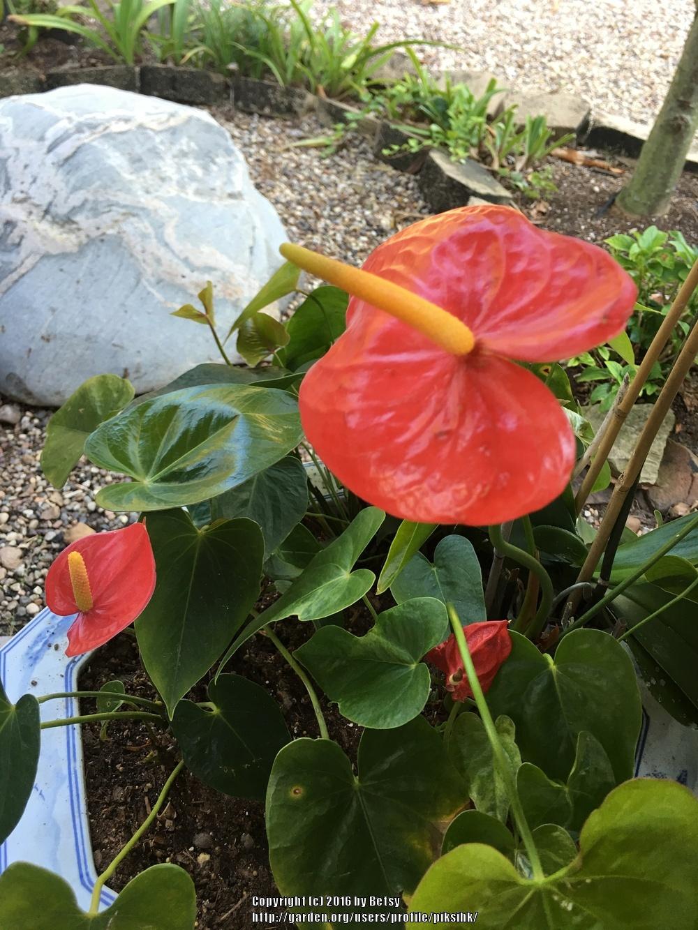 Photo of Anthuriums (Anthurium) uploaded by piksihk