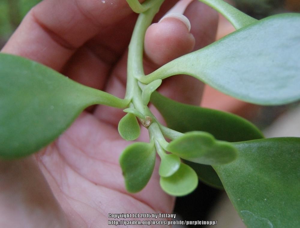 Photo of Trailing Jade (Kleinia petraea) uploaded by purpleinopp