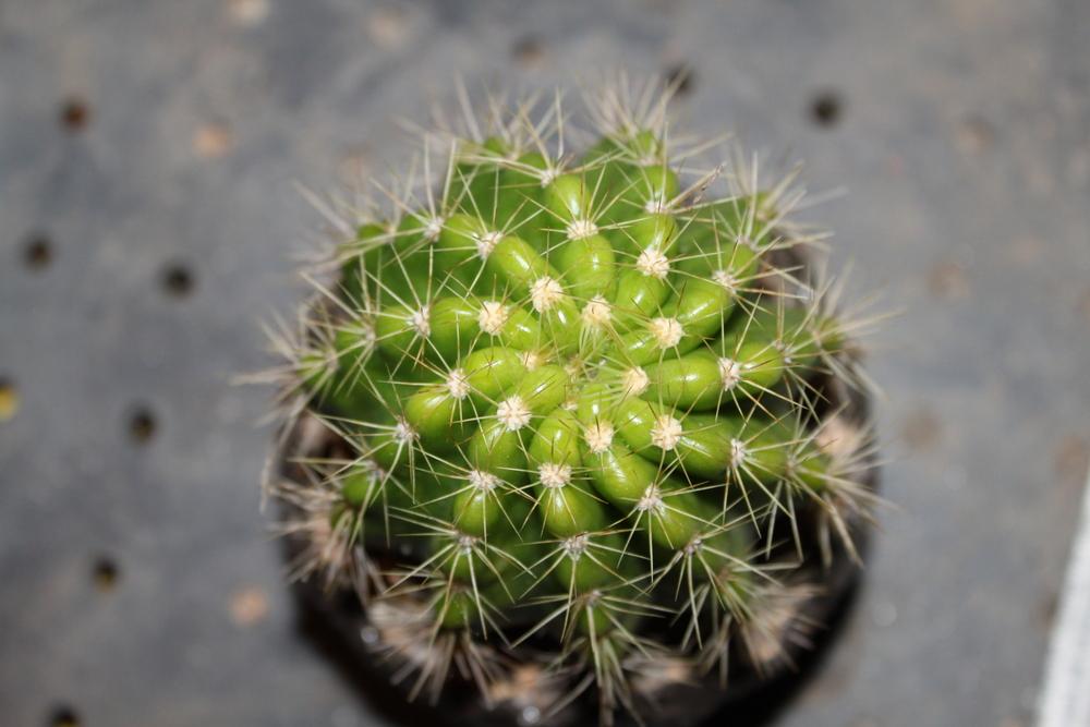 Photo of Shining Ball Cactus (Echinopsis calochlora) uploaded by DigginDirt