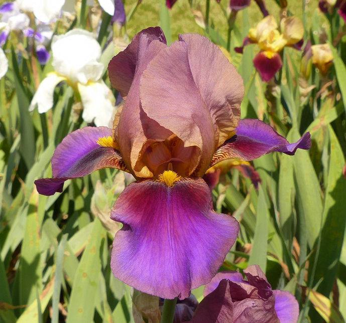 Photo of Tall Bearded Iris (Iris 'Rhapsody') uploaded by Misawa77
