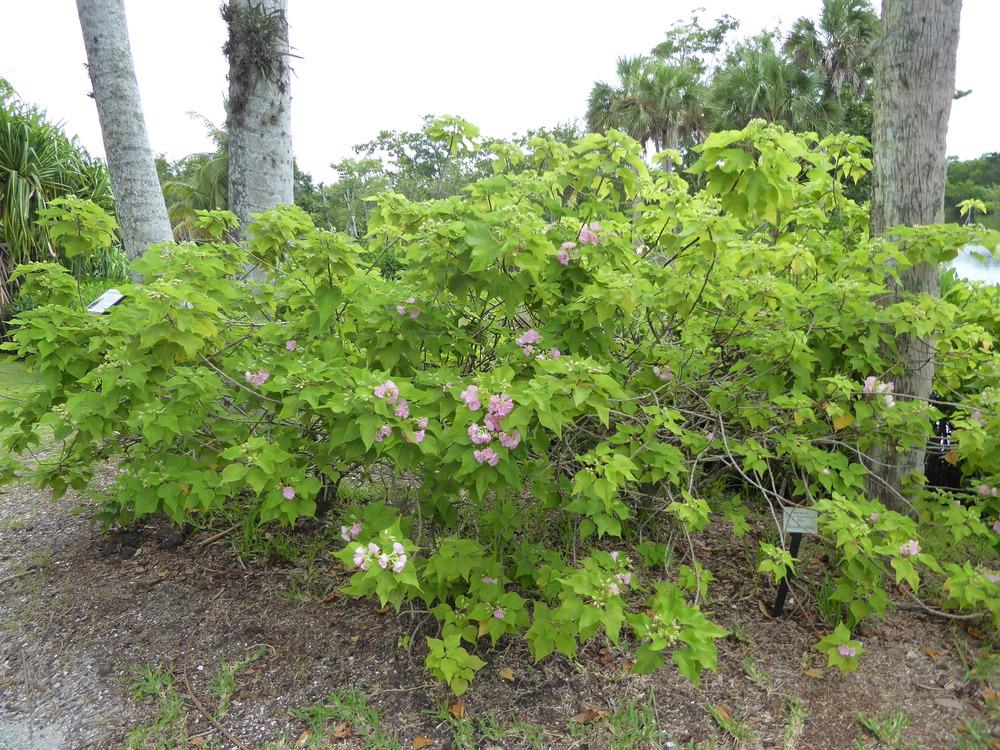 Photo of Tropical Rose Hydrangea (Dombeya 'Seminole') uploaded by mellielong
