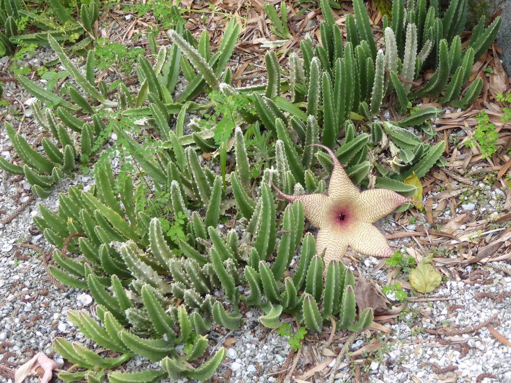 Photo of Starfish Plant (Ceropegia gigantea) uploaded by mellielong