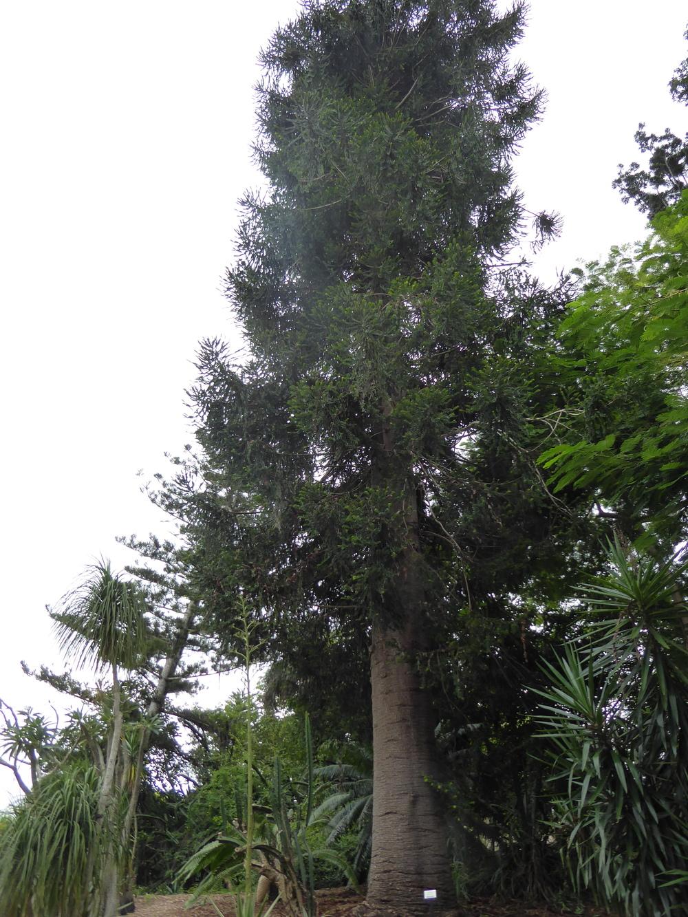 Photo of Bunya-Bunya (Araucaria bidwillii) uploaded by mellielong