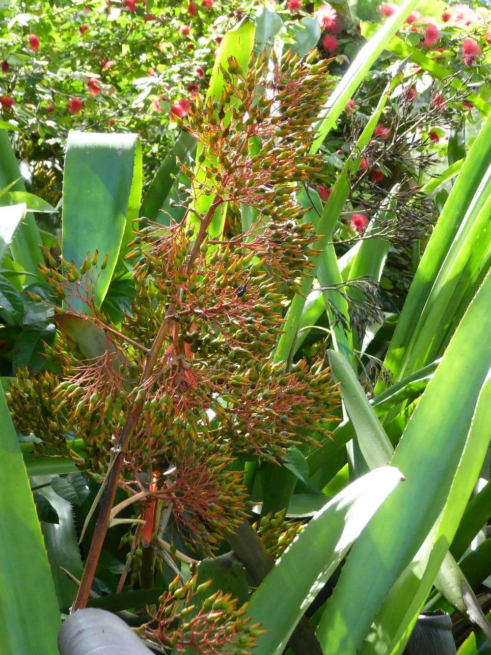 Photo of Bromeliad (Aechmea leptantha) uploaded by mellielong