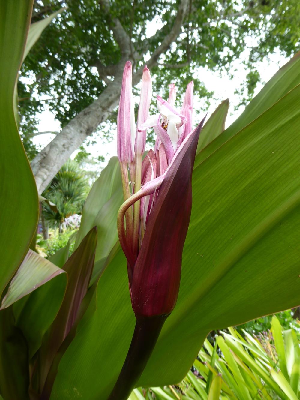 Photo of Crinum 'Queen Emma' uploaded by mellielong