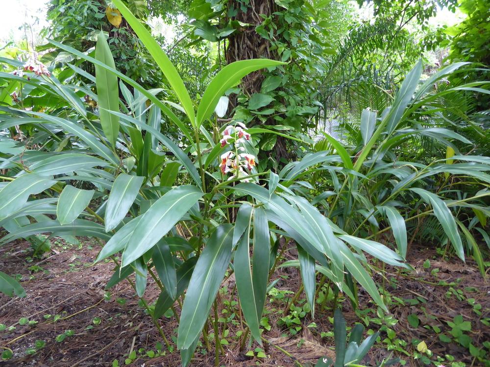 Photo of Ginger Lilies (Hedychium) uploaded by mellielong