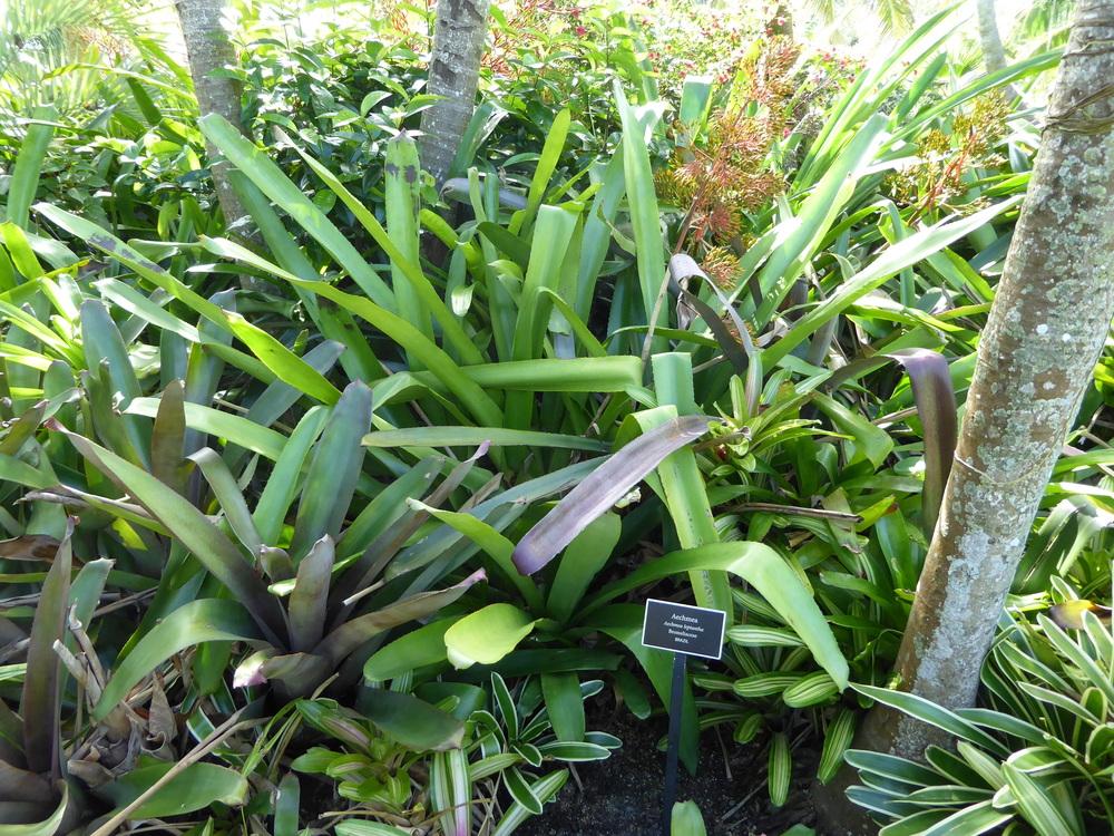 Photo of Bromeliad (Aechmea leptantha) uploaded by mellielong
