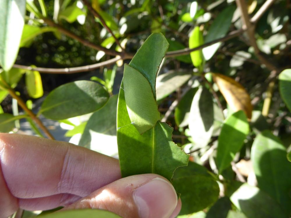 Photo of Red Mangrove (Rhizophora mangle) uploaded by mellielong