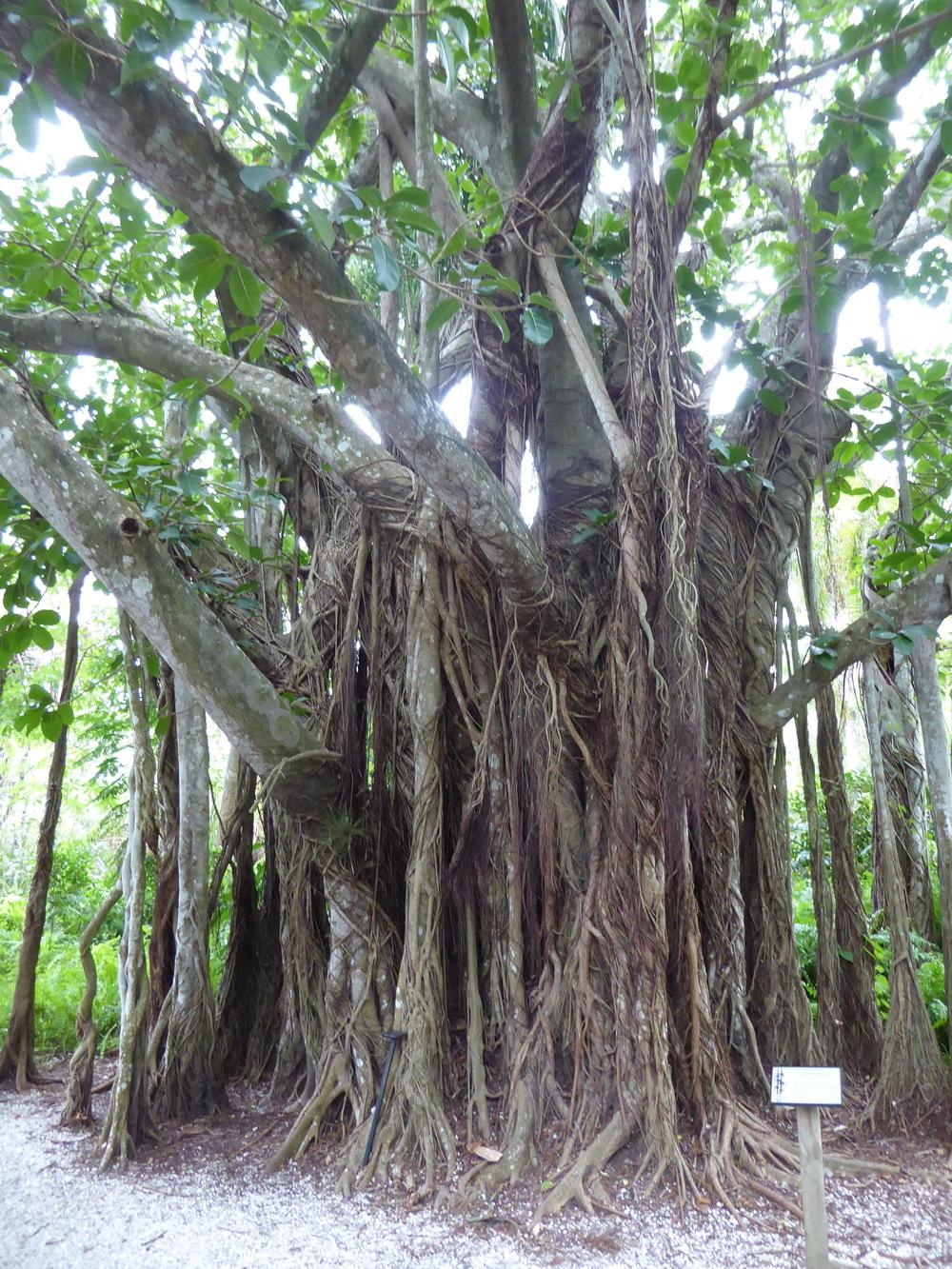 Photo of West African Rubbertree (Ficus lutea) uploaded by mellielong