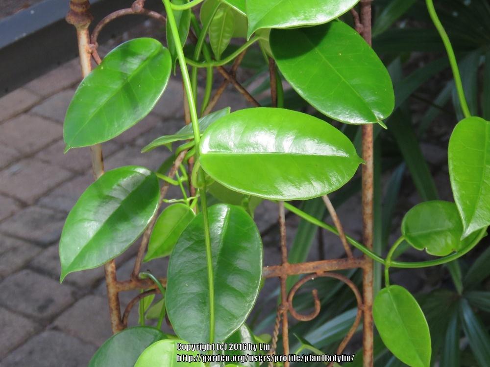 Photo of Wax Plant (Eriostemma 'Ruthie') uploaded by plantladylin