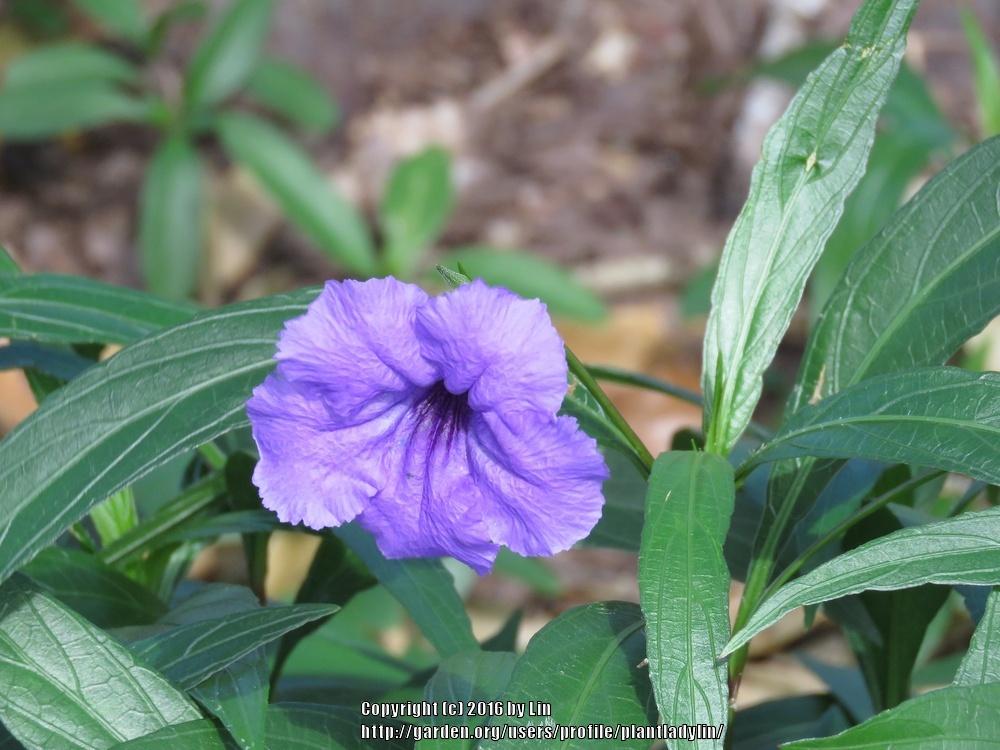 Photo of Mexican Petunia (Ruellia simplex) uploaded by plantladylin