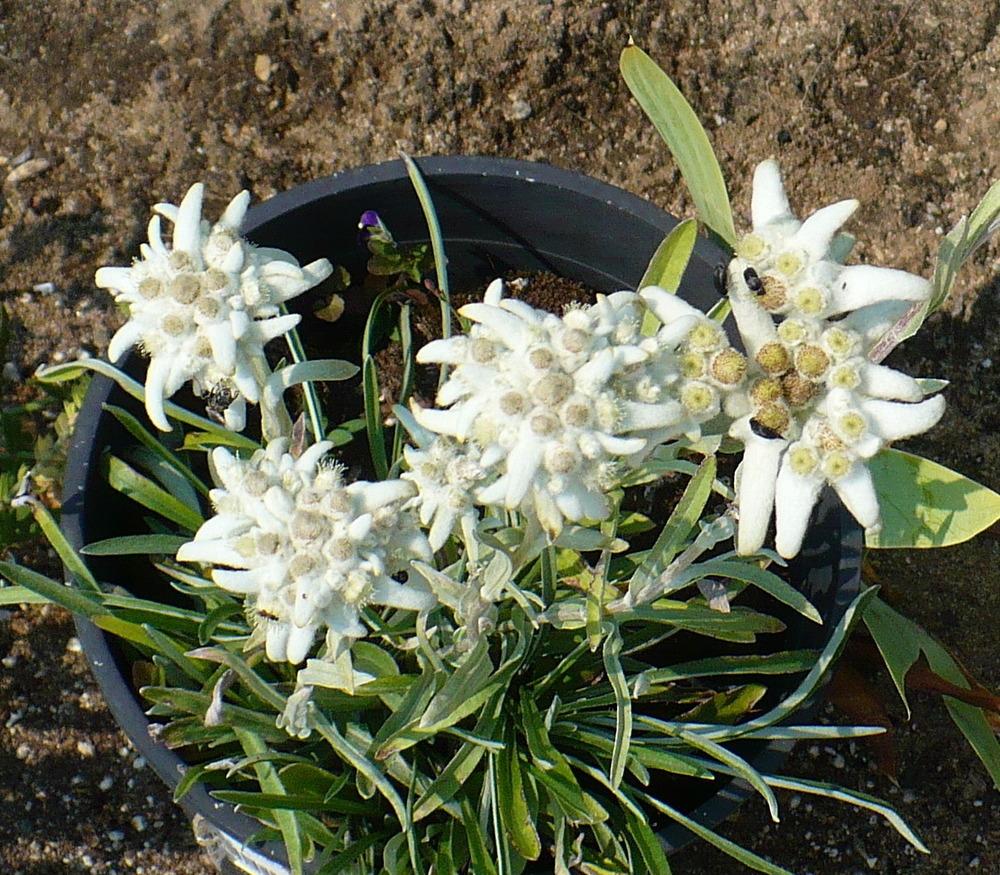 Photo of Edelweiss (Leontopodium nivale subsp. alpinum) uploaded by HemNorth