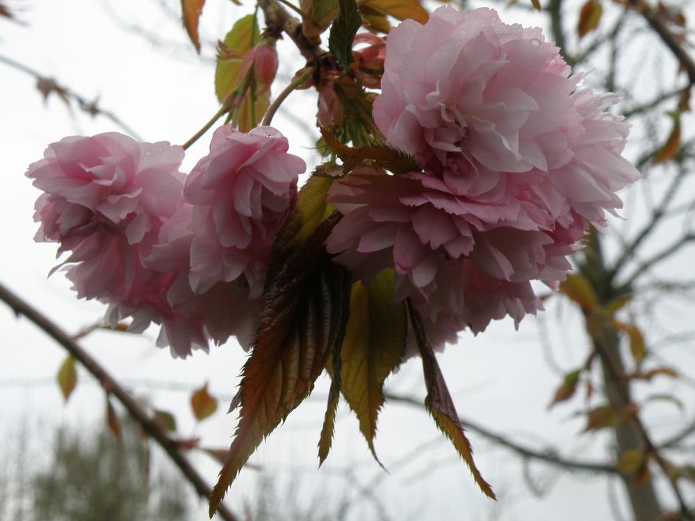 Photo of Cheal's Weeping Cherry (Prunus serrulata 'Kiku-Shidare') uploaded by IrisLilli