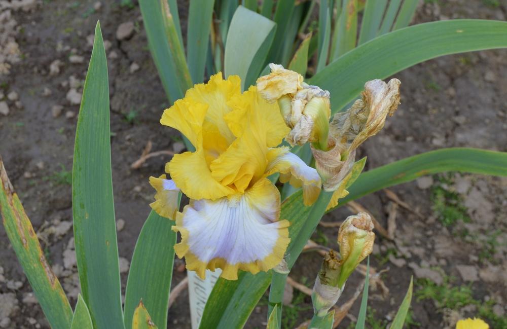 Photo of Tall Bearded Iris (Iris 'Calming Influence') uploaded by KentPfeiffer