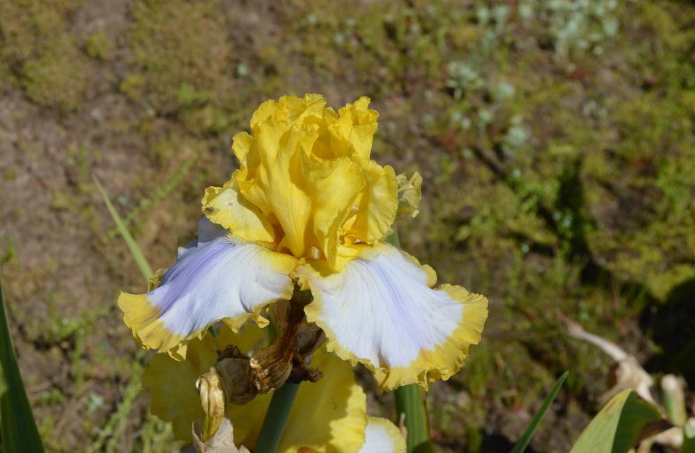 Photo of Tall Bearded Iris (Iris 'Calming Influence') uploaded by KentPfeiffer