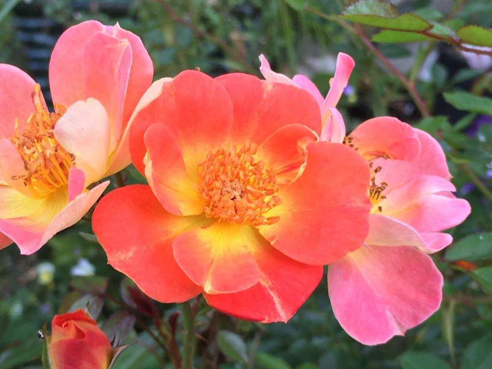 Photo of Rose (Rosa 'Paprika 1991') uploaded by Rebekah