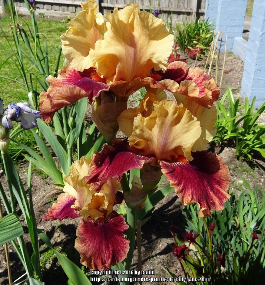 Photo of Tall Bearded Iris (Iris 'Honey Dripper') uploaded by Totally_Amazing