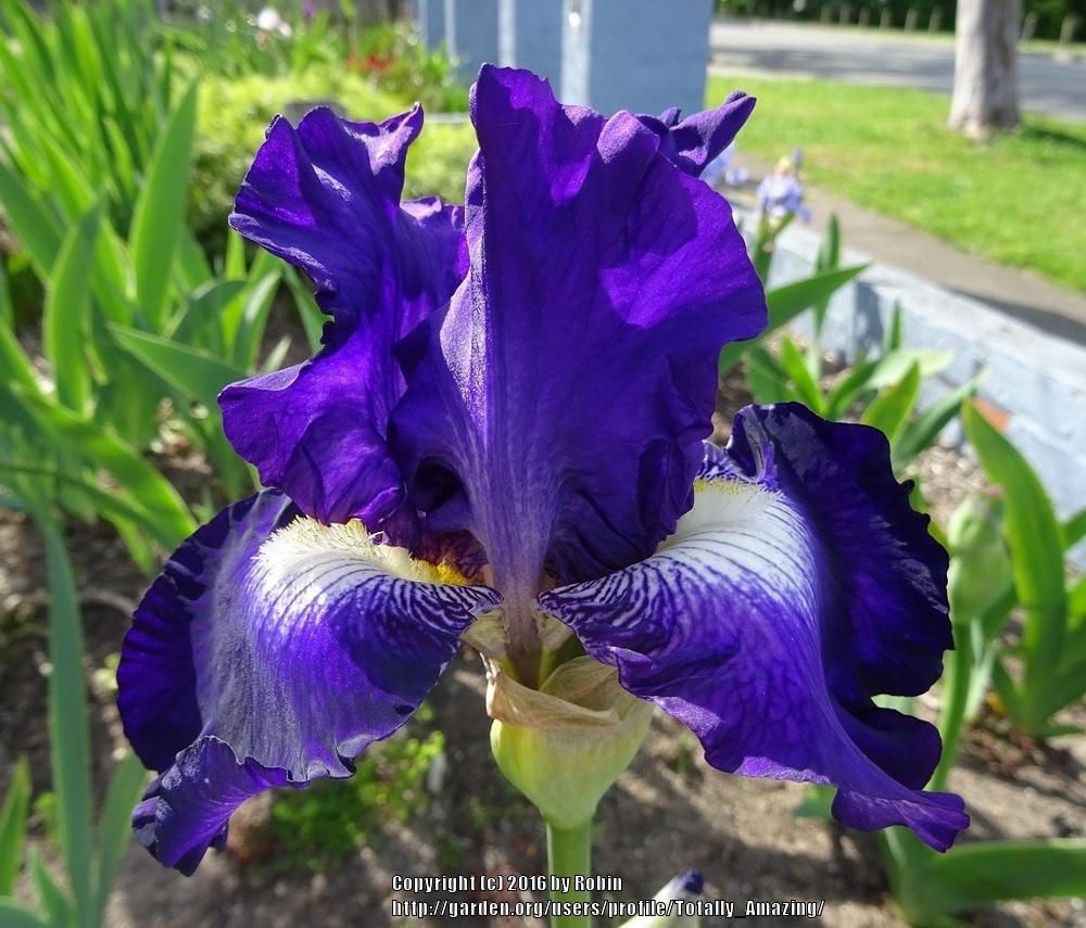Photo of Tall Bearded Iris (Iris 'Spot Starter') uploaded by Totally_Amazing