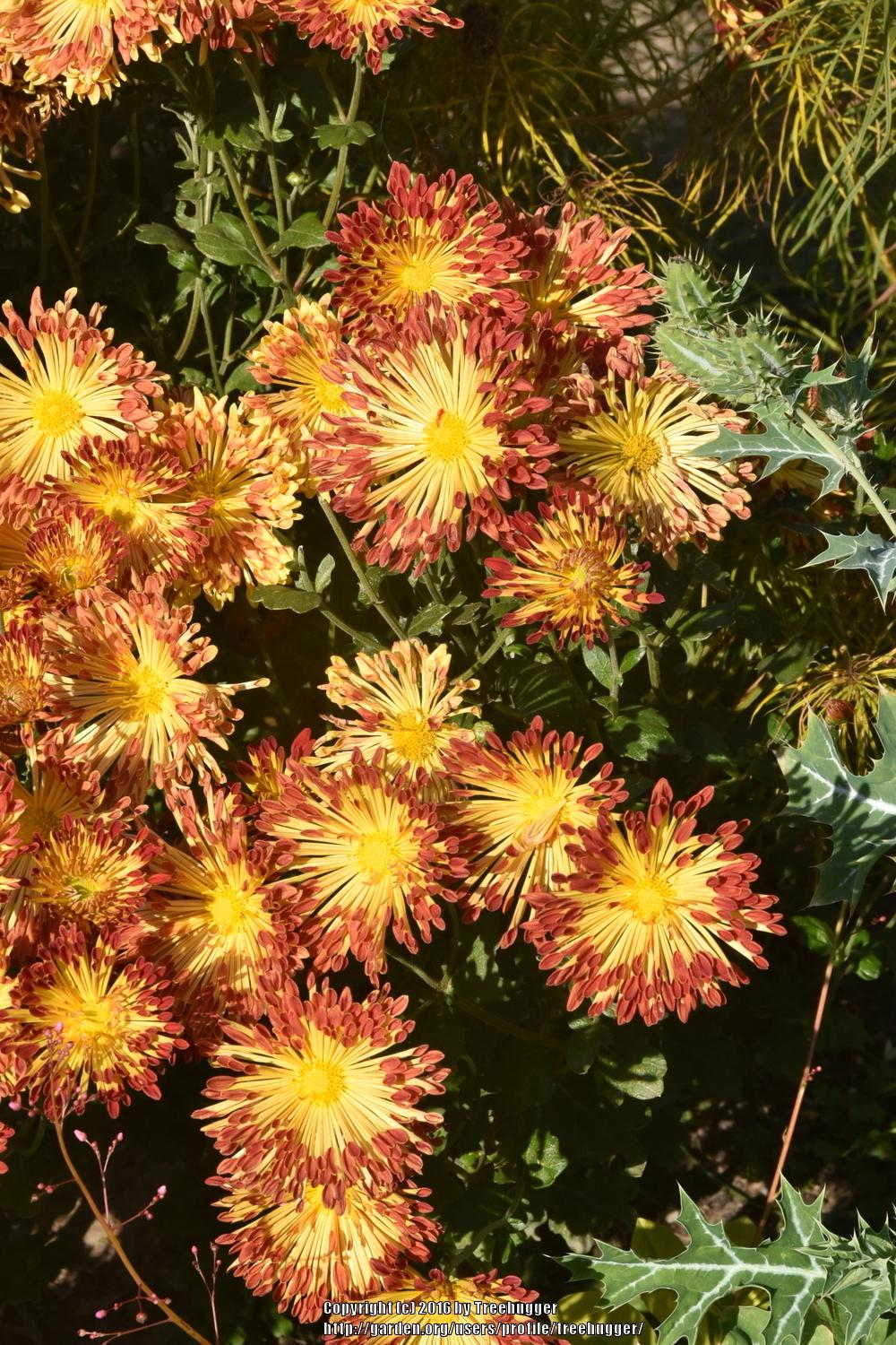 Photo of Mum (Chrysanthemum 'Matchsticks') uploaded by treehugger