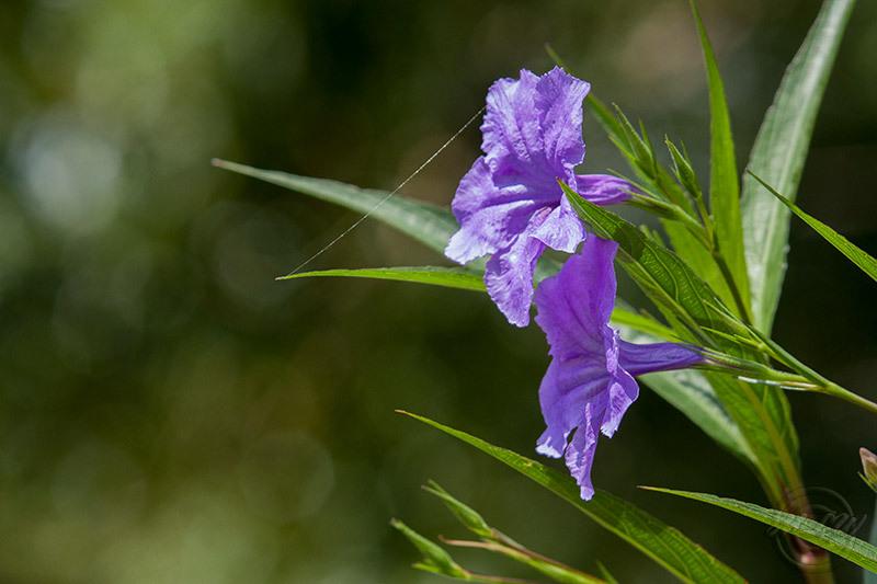 Photo of Mexican Petunia (Ruellia simplex 'Purple Showers') uploaded by GoatDriver
