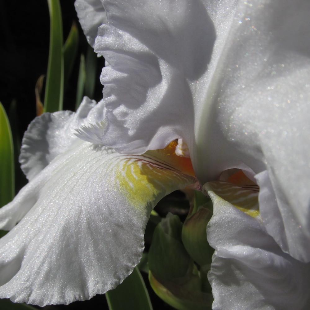 Photo of Tall Bearded Iris (Iris 'Sea World') uploaded by GreenIris