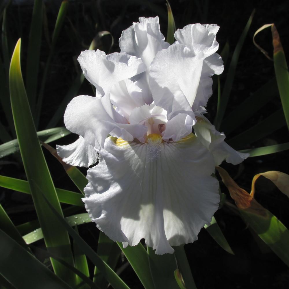 Photo of Tall Bearded Iris (Iris 'Sea World') uploaded by GreenIris