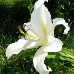 Location: Riverview, Robson, B.C.
Date: 2009-07-31
 10:23 am. A very fragrant, strong and tall Oriental Lily.