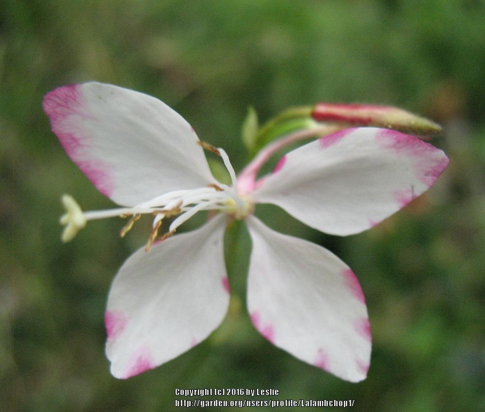 Photo of Gaura (Oenothera lindheimeri 'Rosy Jane') uploaded by Lalambchop1