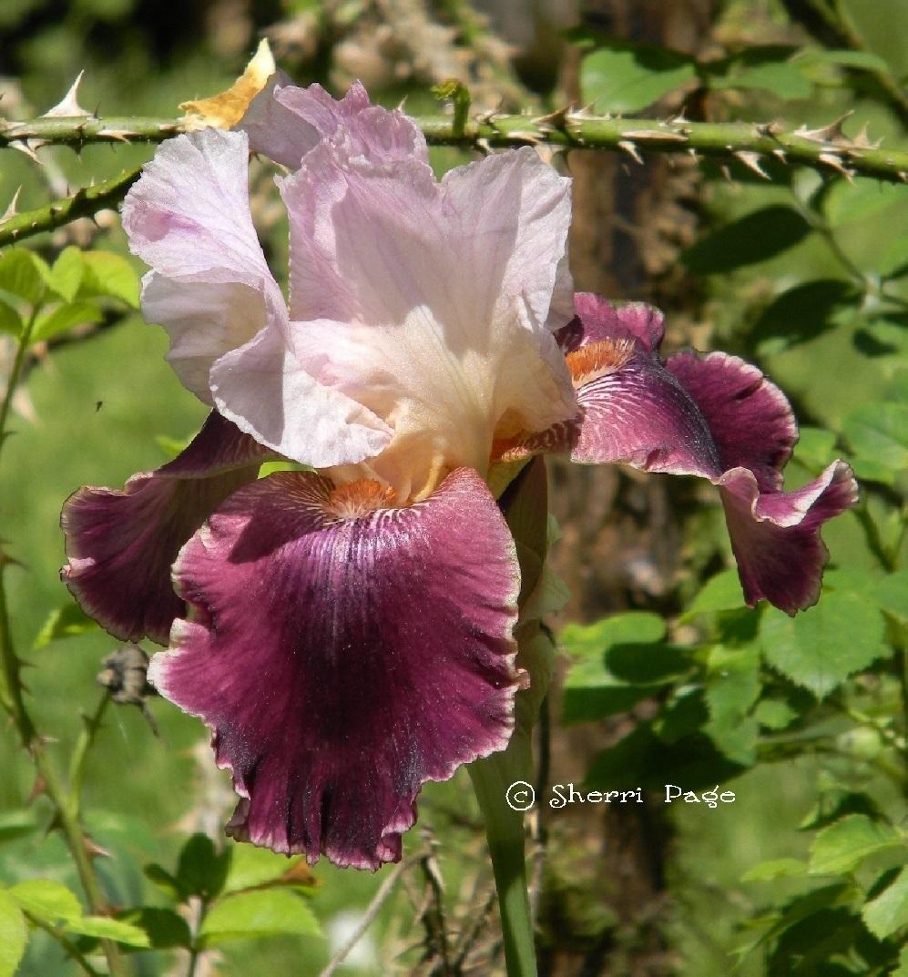 Photo of Tall Bearded Iris (Iris 'Latin Lover') uploaded by SherriRaye