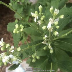 Location: Dallas, TX Zone 8a
Date: 2016-09-15
Frostweed starting to flower