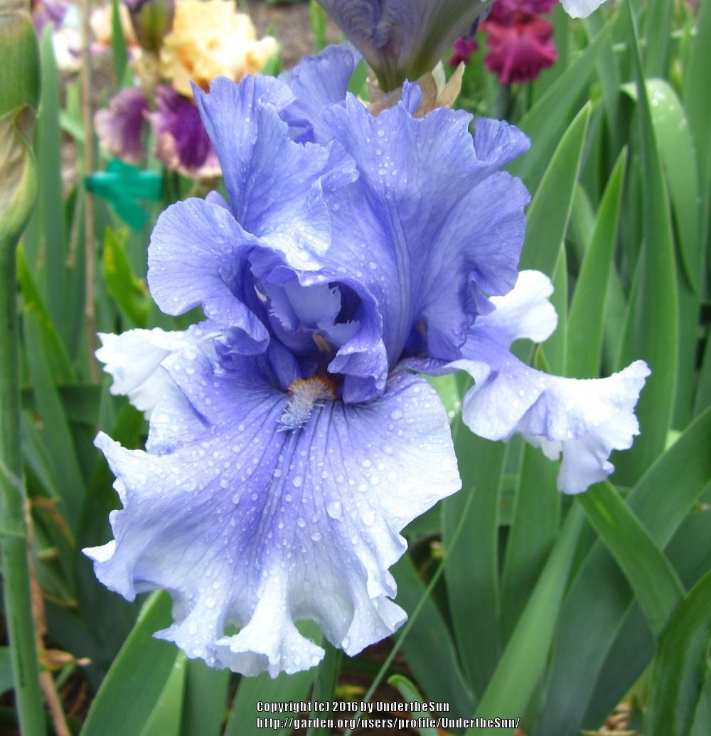 Photo of Tall Bearded Iris (Iris 'Raging Tide') uploaded by UndertheSun