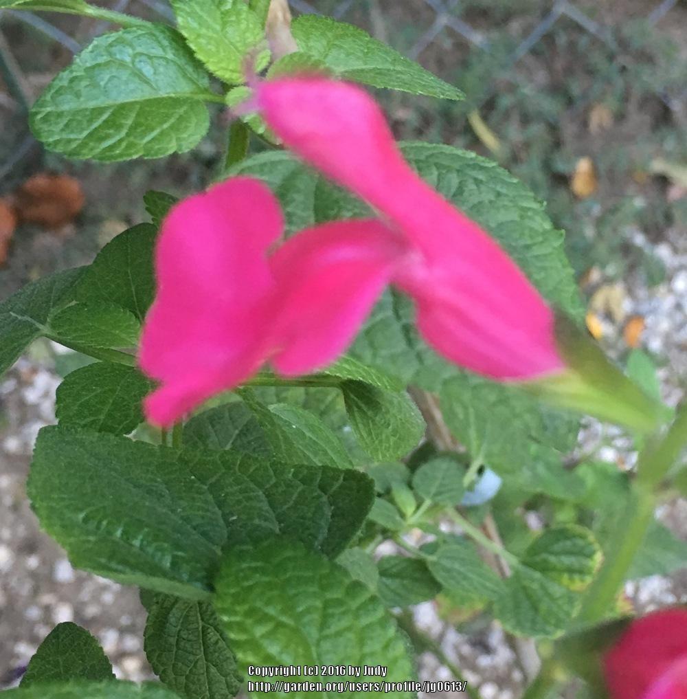 Photo of Light Pink Joy Sage (Salvia 'Alegria Light Pink') uploaded by jg0613