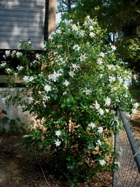 Photo of Gardenia (Gardenia jasminoides 'August Beauty') uploaded by Kabby
