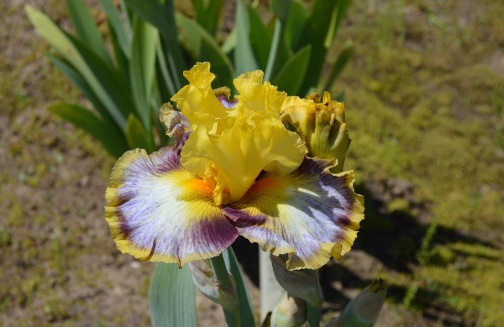 Photo of Tall Bearded Iris (Iris 'Colour Bazaar') uploaded by KentPfeiffer