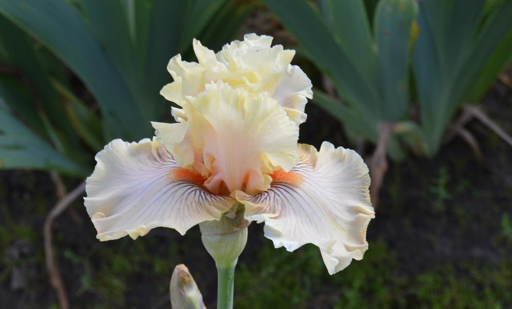 Photo of Tall Bearded Iris (Iris 'Cotillion Gown') uploaded by KentPfeiffer