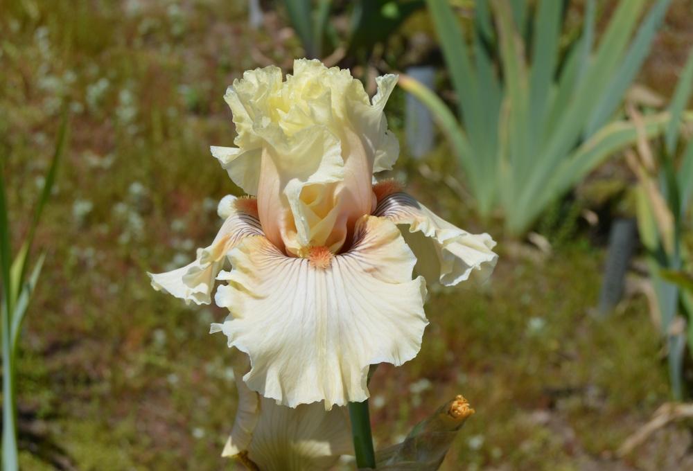 Photo of Tall Bearded Iris (Iris 'Cotillion Gown') uploaded by KentPfeiffer