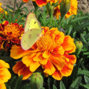Mixed French Petite Attracts Many Insects #Pollination #Butterfly