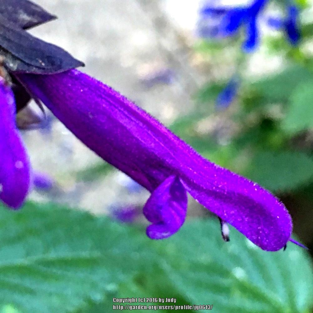 Photo of Sage (Salvia 'Electric Purple') uploaded by jg0613